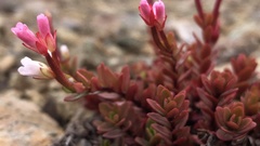Epilobium porphyrium