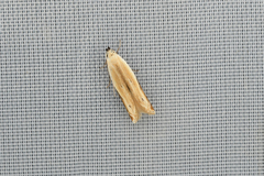 Mesophleps albilinella