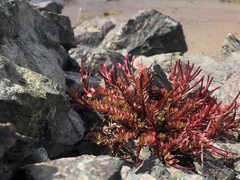 Epilobium porphyrium