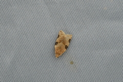 Neocalyptis liratana