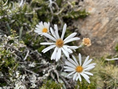 Celmisia asteliifolia