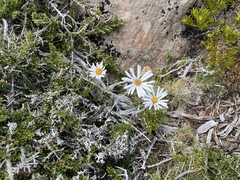 Celmisia asteliifolia