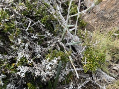 Celmisia asteliifolia