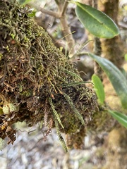 Stenogrammitis saffordii