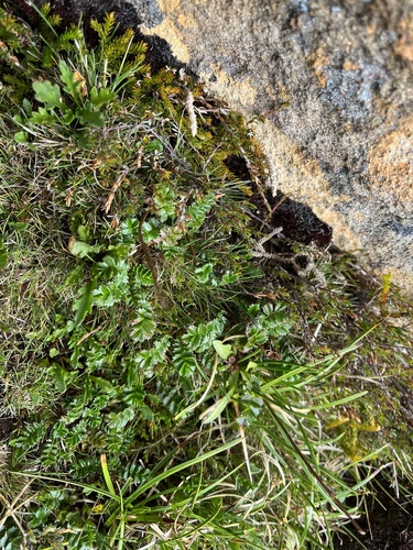 Acaena montana (Acaena montana)