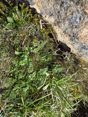 Acaena montana