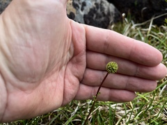 Acaena montana