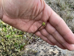 Acaena montana