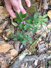 Rhinotropis californica