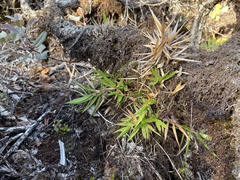 Dichanthelium hillebrandianum