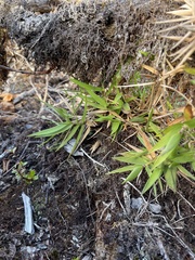 Dichanthelium hillebrandianum