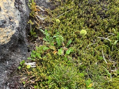 Acaena montana
