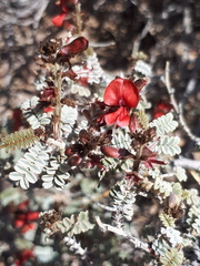 Indigofera leucotricha