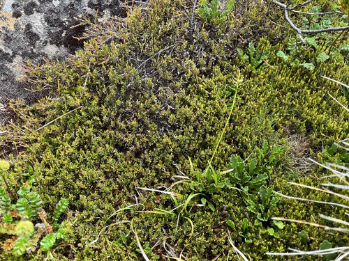 Carex austrocompacta observed 2022-02-10