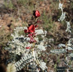 Indigofera leucotricha