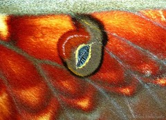 Antheraea larissa