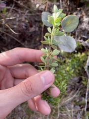 Coprosma elliptica