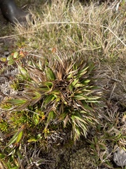 Dichanthelium hillebrandianum