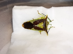 Acanthosoma sichuanense