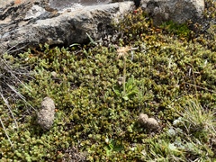 Pappochroma bellidioides