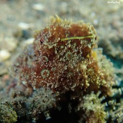 Hapalochlaena lunulata