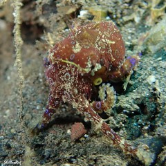 Hapalochlaena lunulata