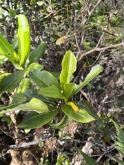 Scaevola glabra