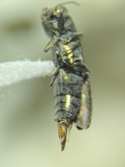 Agrilus atricornis