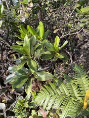Scaevola glabra