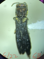 Agrilus atricornis