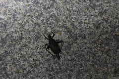 Meloimorpha japonica