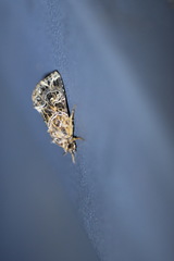 Callopistria albolineola