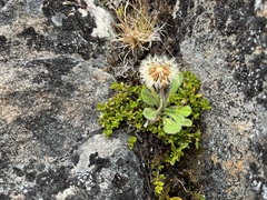 Pappochroma bellidioides