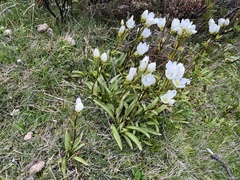 Gentianella diemensis