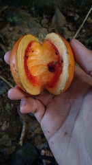 Tabernaemontana macrocarpa