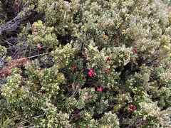 Acrothamnus montanus