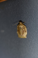 Choristoneura longicellana