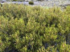 Orites acicularis