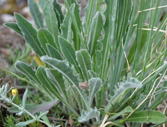 Leontodon biscutellifolius