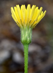 Leontodon biscutellifolius