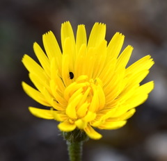 Leontodon biscutellifolius