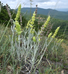 Sideritis catillaris