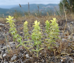 Sideritis montana montana