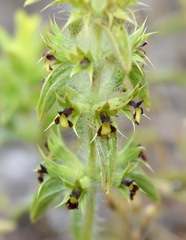 Sideritis montana montana