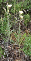 Lactuca tuberosa