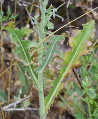 Lactuca tuberosa