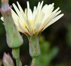 Lactuca tuberosa