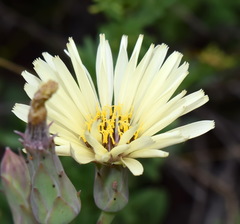 Lactuca tuberosa