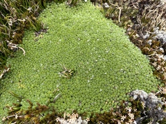 Pterygopappus lawrencei