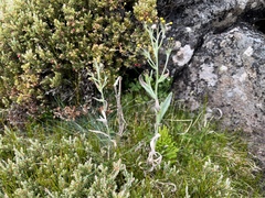 Senecio gunnii